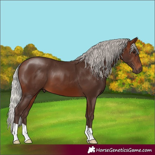 Horse Color:Silver Brown 