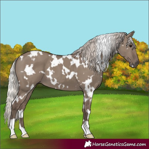 Horse Color:White Spotted Silver Grullo