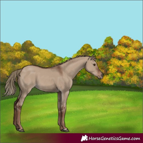 Horse Color:Liver Red Dun 