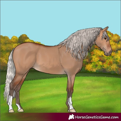 Horse Color:Silver Bay Dun