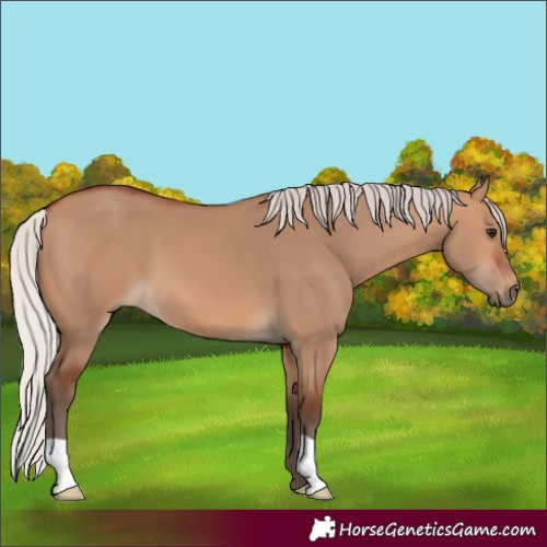 Horse Color:Silver Bay Dun 