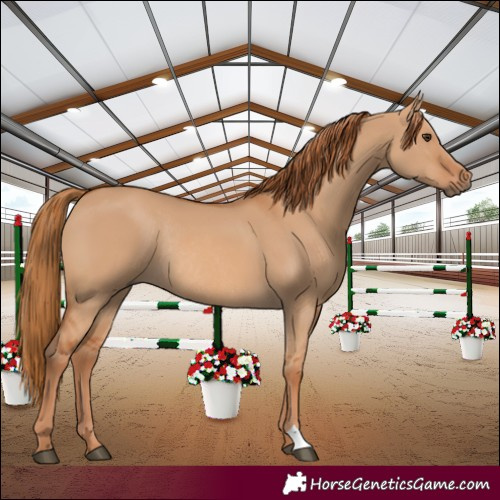 Horse Color:Red Dun Rabicano