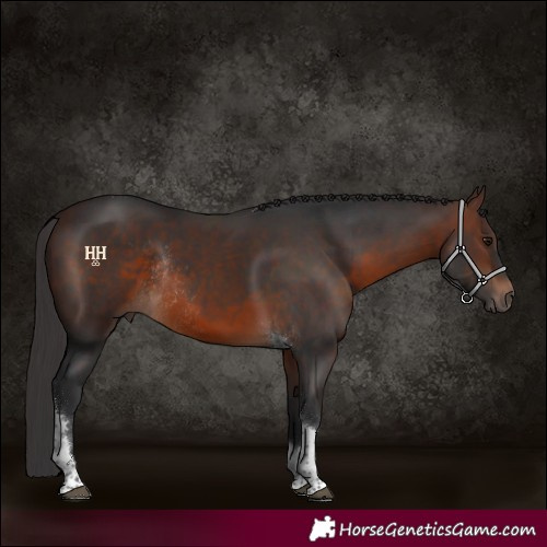 Horse Color:Brown Tobiano Rabicano 