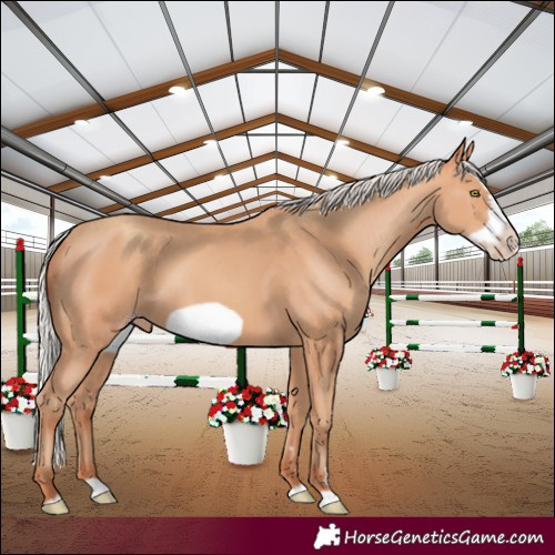 Horse Color:Silver Amber Champagne Splash Frame Rabicano 
