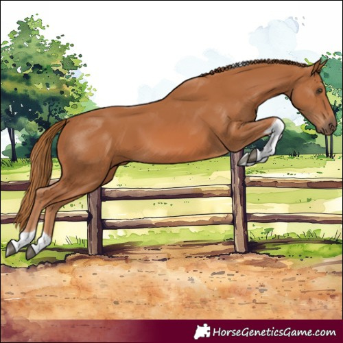 Horse Color:Chestnut Tobiano