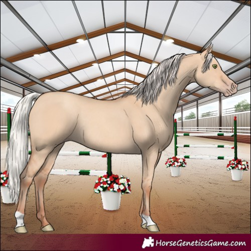 Horse Color:Silver Amber Champagne Dun Rabicano 