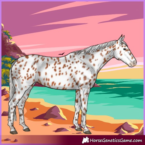 Horse Color:Silver Bay Appaloosa