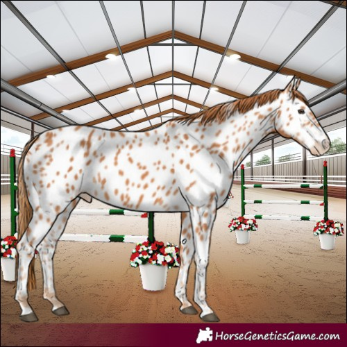 Horse Color:Chestnut Appaloosa 