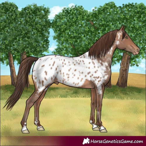 Horse Color:Sable Champagne Near Leopard