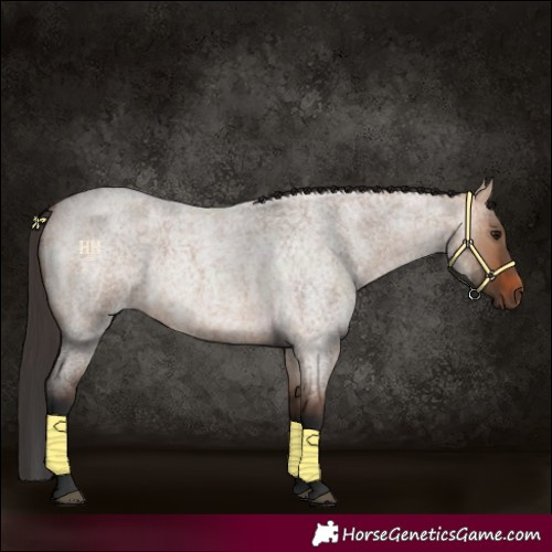 Horse Color:Bay Roan Dun 