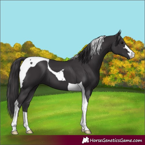 Horse Color:Smoky Black Tobiano 