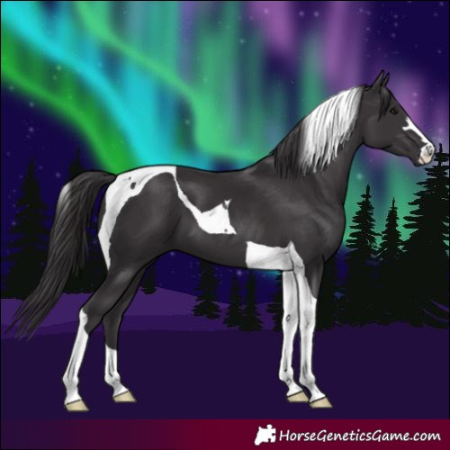 Horse Color:Smoky Black Tobiano