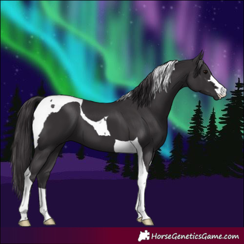 Horse Color:Smoky Black Tobiano 