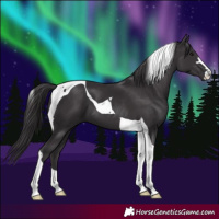 Horse Color:Smoky Black Tobiano 