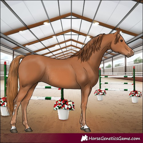 Horse Color:Chestnut Rabicano