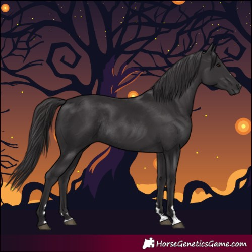 Horse Color:Smoky Black Rabicano