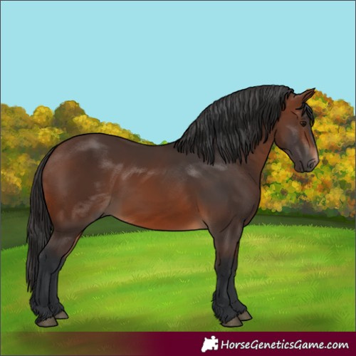 Horse Color:Brown