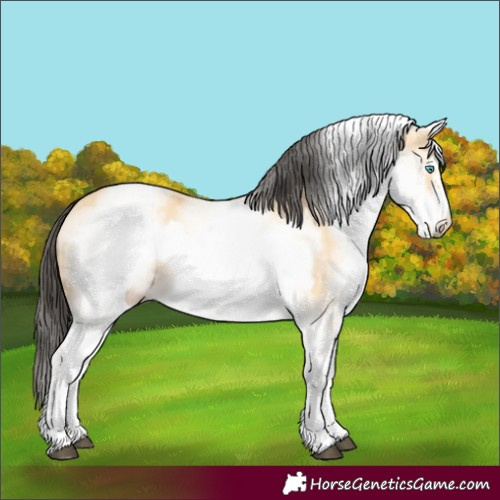 Horse Color:White Spotted Buckskin Frame 