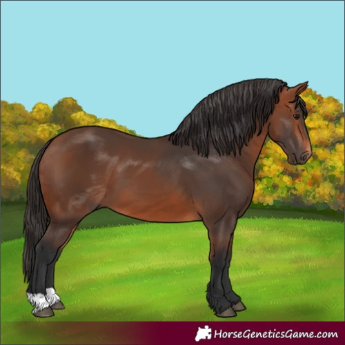 Horse Color:Unknown 