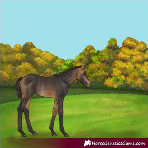 Horse Color:Buckskin Rabicano 
