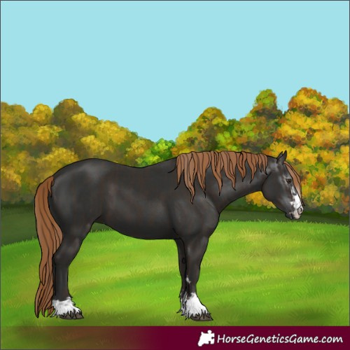 Horse Color:Liver Chestnut  and Gray Liver Chestnut 