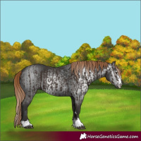 Horse Color:Liver Chestnut and Gray Liver Chestnut