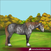 Horse Color:Liver Chestnut and Gray Liver Chestnut