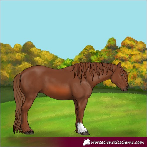 Horse Color:Chestnut 