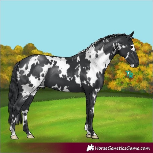 Horse Color:White Spotted Black