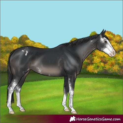 Horse Color:Black Sabino Appaloosa