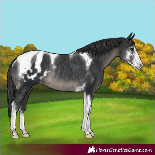 Horse Color:Black Sabino Tobiano Appaloosa Rabicano 