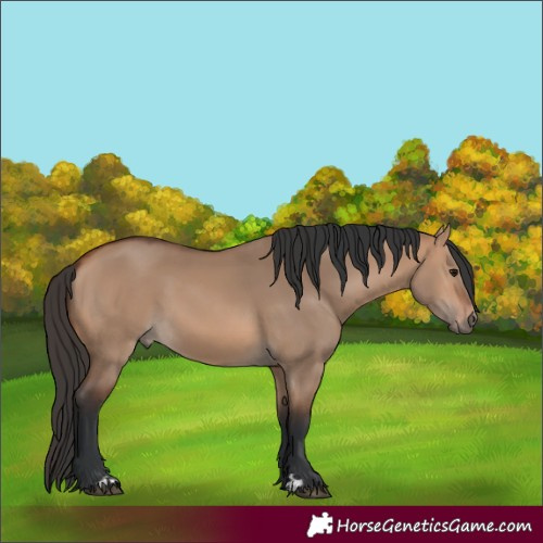 Horse Color:Bay Dun
