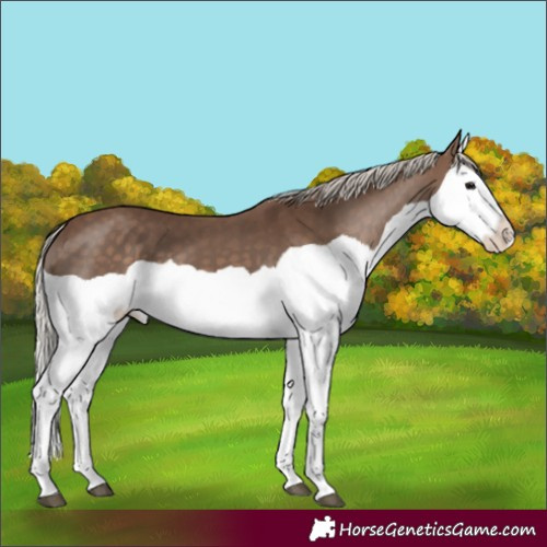 Horse Color:Silver Black Splash