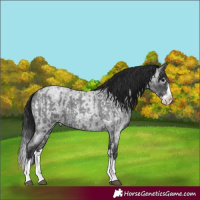 Horse Color:Blue Roan Sabino Splash  and Gray Blue Roan Sabino Splash 