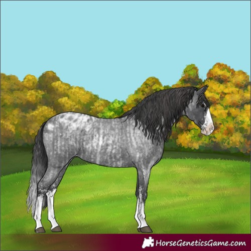 Horse Color:Blue Roan Sabino Splash  and Blue Roan Sabino Splash Appaloosa 