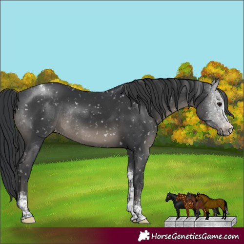Horse Color:Black Tobiano Appaloosa 