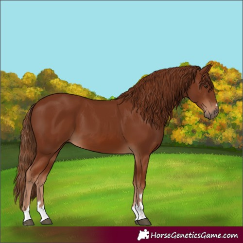 Horse Color:Chestnut 