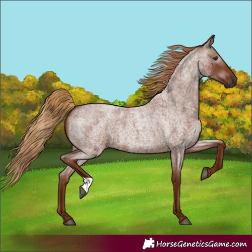 Horse Color:Gray Red Roan 