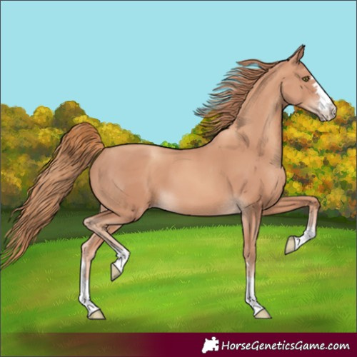 Horse Color:Gold Champagne 