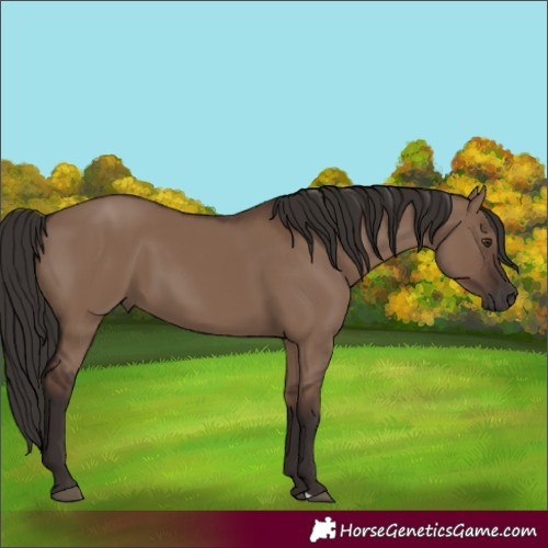 Horse Color:Liver Red Dun 