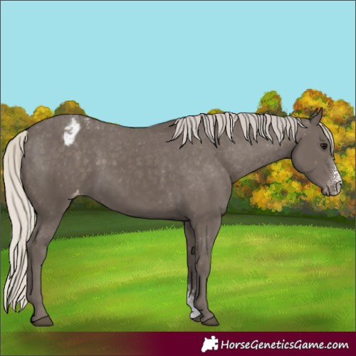 Horse Color:Silver Smoky Black Sabino Appaloosa Rabicano