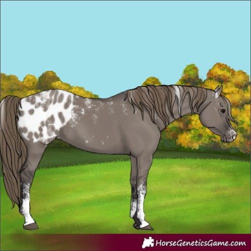 Horse Color:Powder White Smoky Grullo Appaloosa 