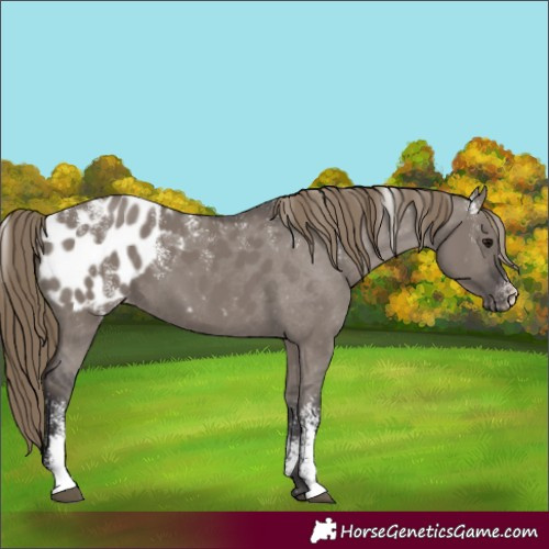 Horse Color:Powder White Smoky Grullo Appaloosa 