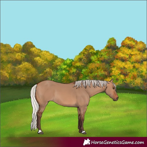 Horse Color:Silver Brown Dun 