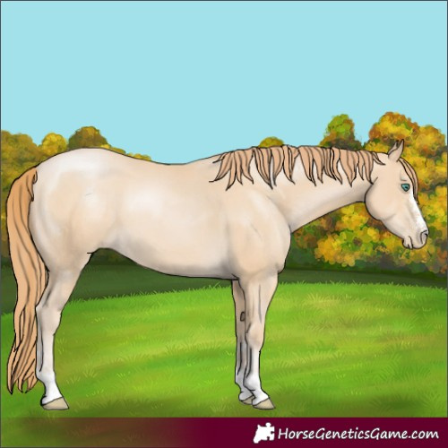 Horse Color:Smoky Black Pearl
