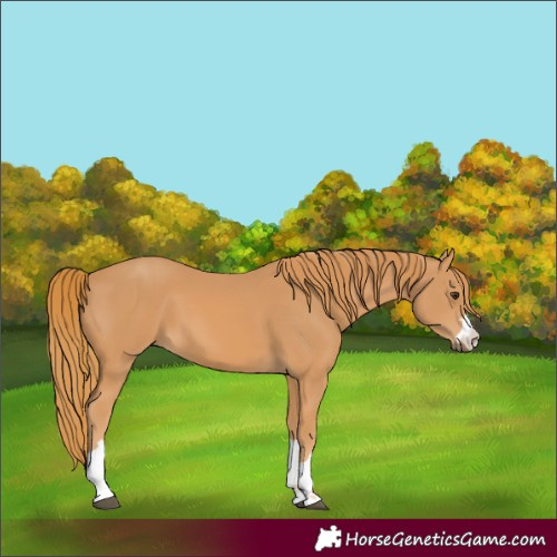 Horse Color:Unknown 