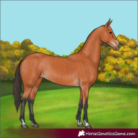 Horse Color:Bay  and Bay 
