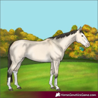 Horse Color:Buckskin Dun Splash