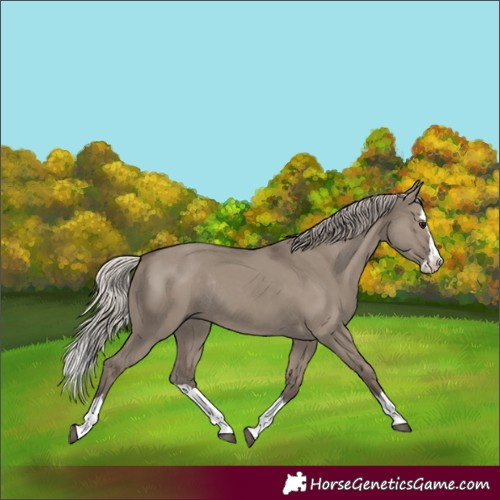 Horse Color:Silver Grullo Splash Rabicano 