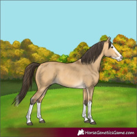 Horse Color:Buckskin Dun Splash